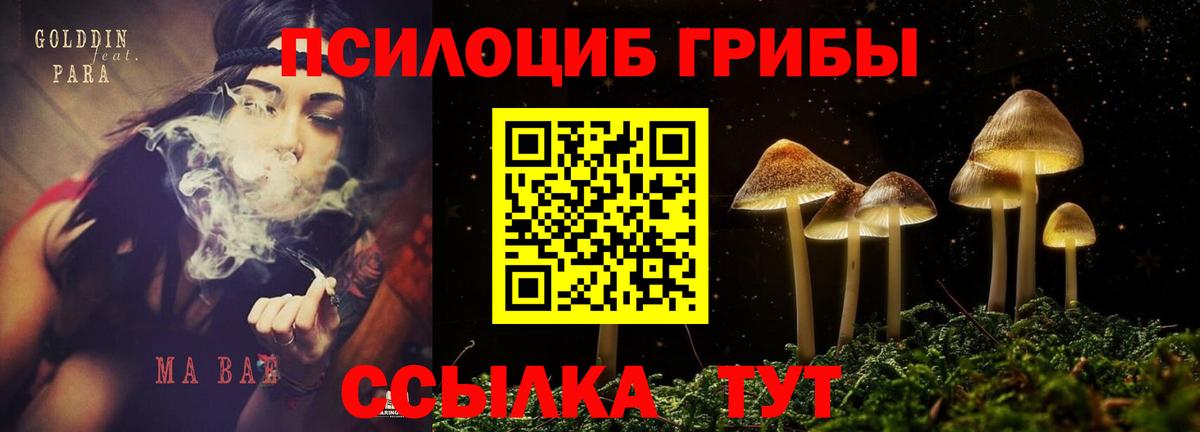Псилоцибиновые грибы MAGIC MUSHROOMS  Вход с VPN  где купить наркотик  Лесосибирск 